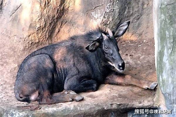 今晚澳門特馬開什么今晚四不像，澳門特馬今晚開獎結(jié)果及四不像分析